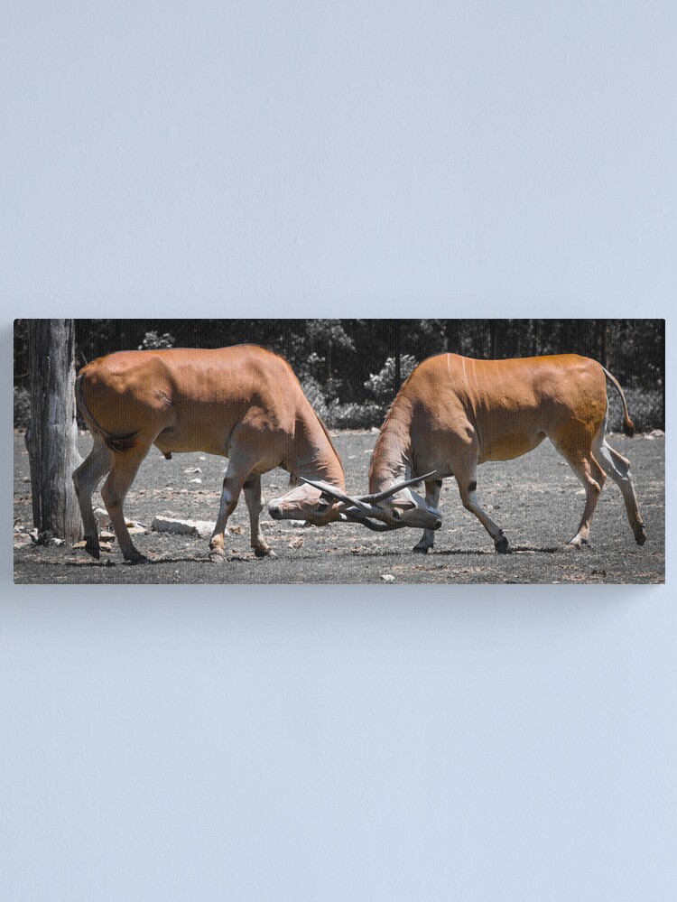 Thumbnail 2 of 3, Canvas Print, Head to Head designed and sold by littleoldhag.