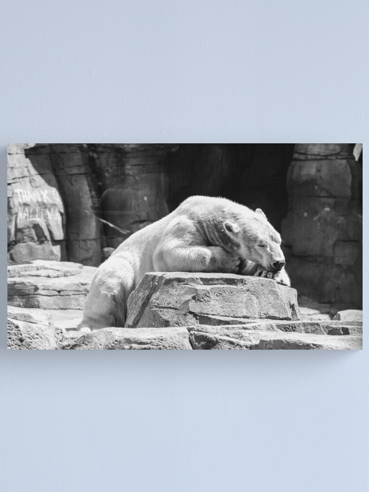 Thumbnail 2 of 3, Canvas Print, Polar Nap designed and sold by littleoldhag.
