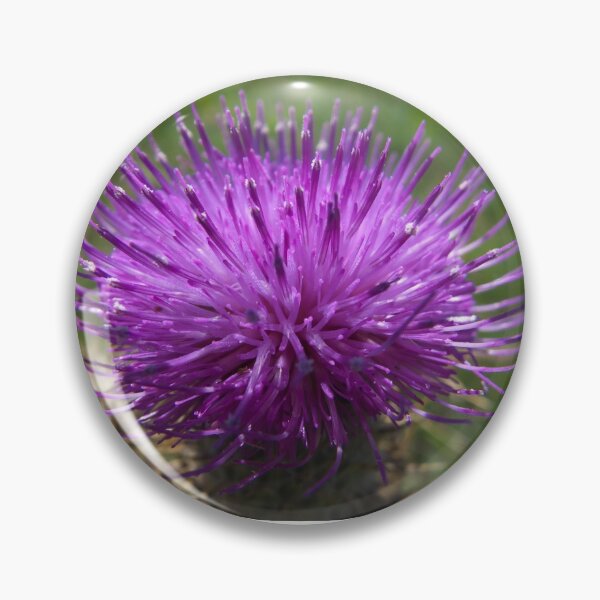 Item preview, Thistle flourishing in the summer sun designed and sold by alanoix.