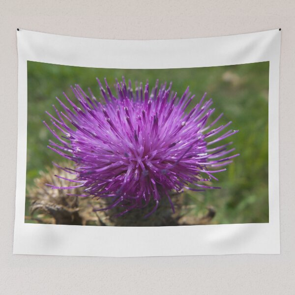Item preview, Thistle flourishing in the summer sun designed and sold by alanoix.