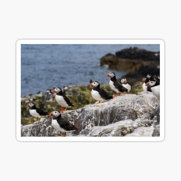 Flock of Puffins Sticker