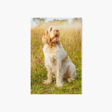 Wildflower meadow Spinone Art Board Print