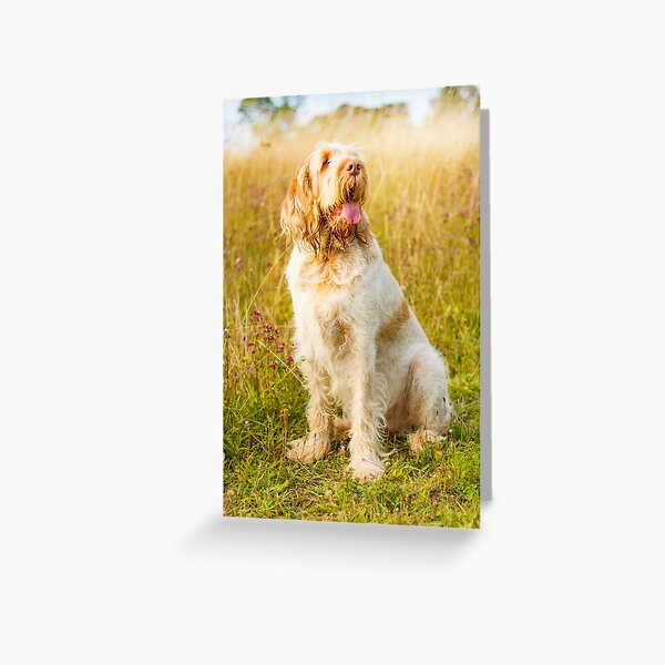 Wildflower meadow Spinone Greeting Card