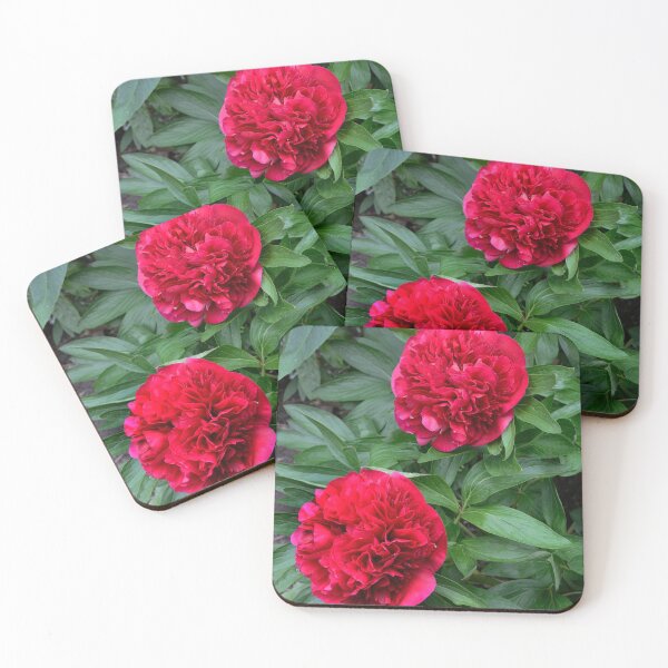 Item preview, Beautiful Peony in full bloom designed and sold by Frank  Irwin.