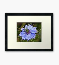 Love-in-the Mist Framed Print