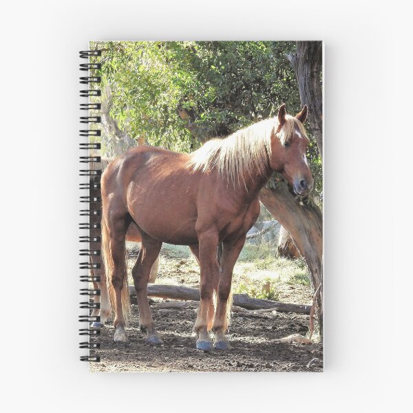 Item preview, Brumbies designed and sold by julie anne  grattan.