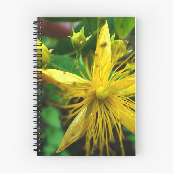Item preview, Sun flower designed and sold by alanoix.