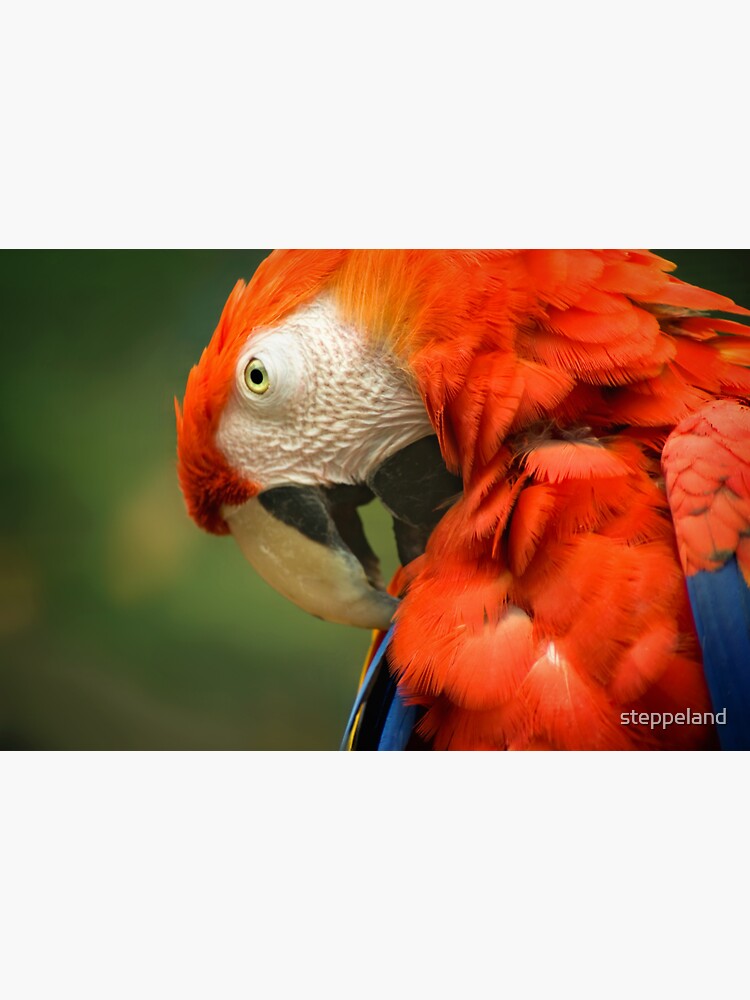 Thumbnail 3 of 3, Sticker, Red Parrot, the Scarlet Macaw – portrait designed and sold by steppeland.