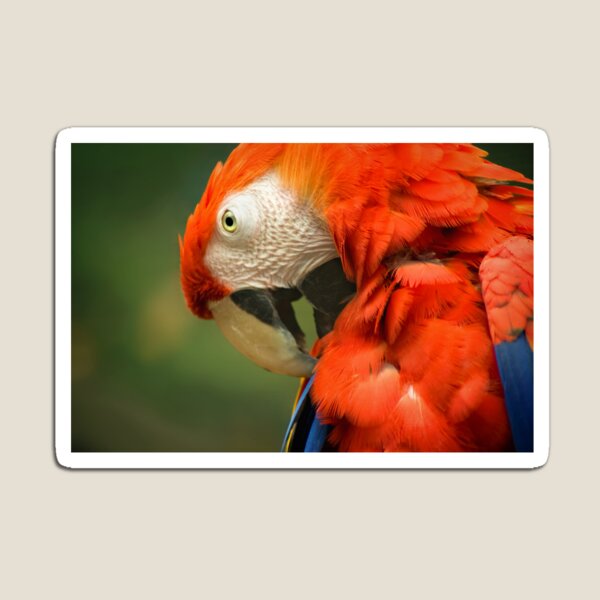 Red Parrot, the Scarlet Macaw – portrait Magnet