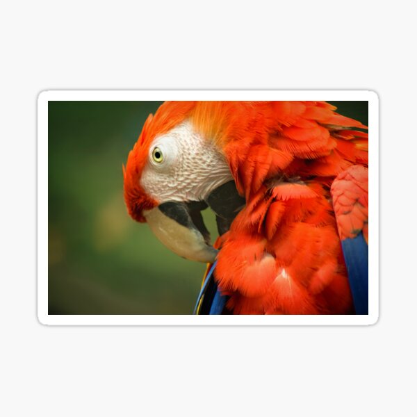 Red Parrot, the Scarlet Macaw – portrait Sticker