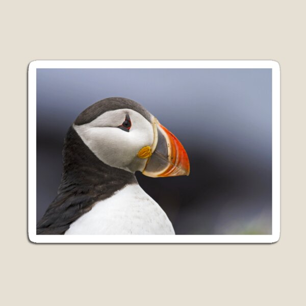 Puffin Portrait Magnet