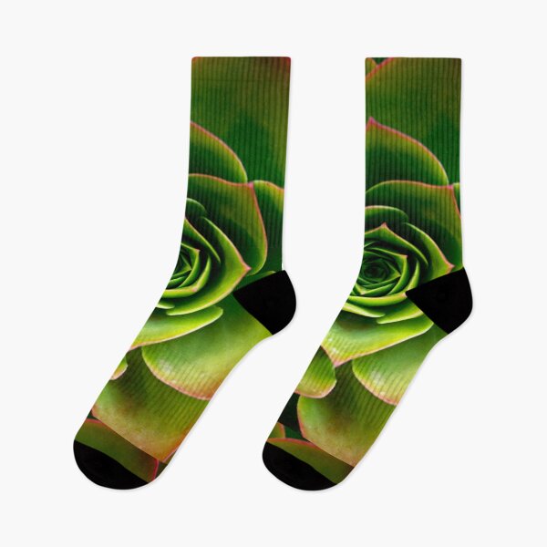 Artikelvorschau, Sukkulente Pflanzenrosette entworfen und verkauft von Nadyaphoto.