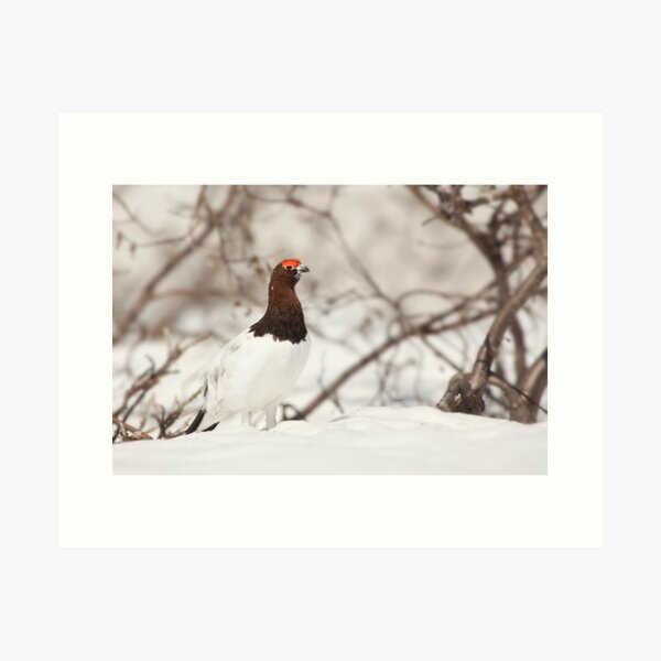 Item preview, Willow Ptarmigan (Lagopus lagopus) designed and sold by Marty Samis Photography.