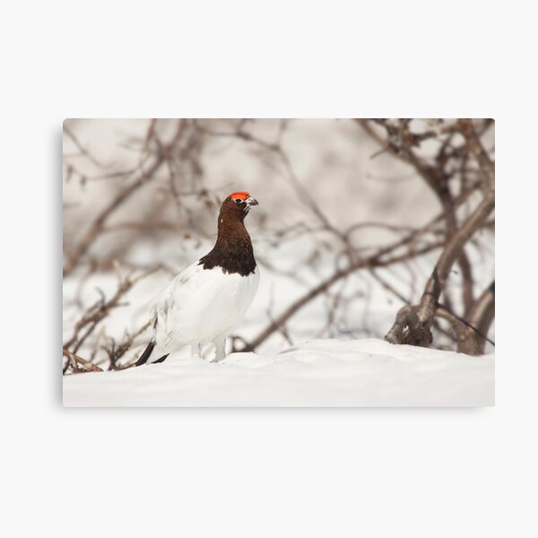 Item preview, Willow Ptarmigan (Lagopus lagopus) designed and sold by Marty Samis Photography.
