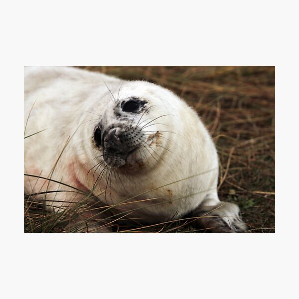 Item preview, How Cute Am I? designed and sold by Paul Thompson Photography.