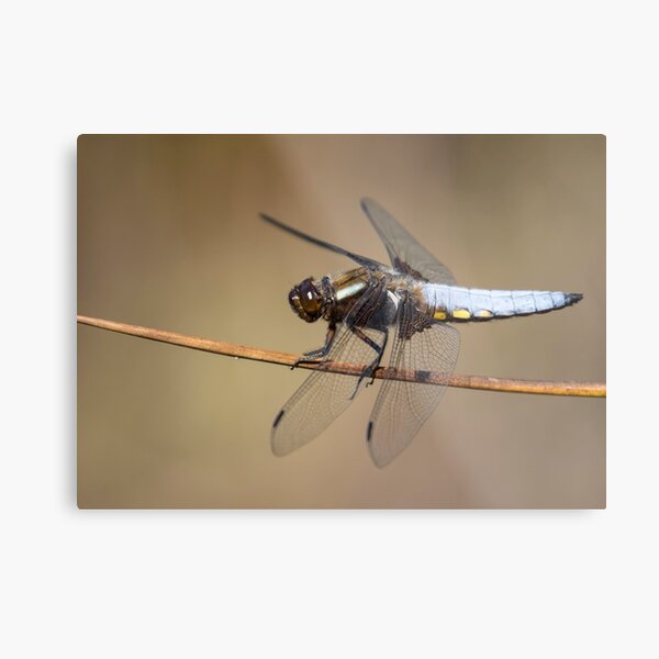 Broad Bodied Chaser Dragonfly Metal Print
