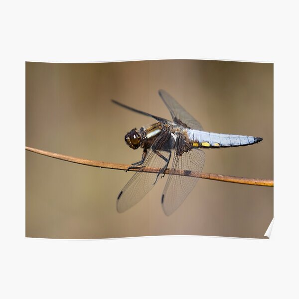 Broad Bodied Chaser Dragonfly Poster