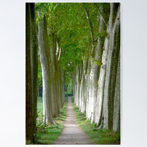 Item preview, Plane tree alley designed and sold by Treemonk.