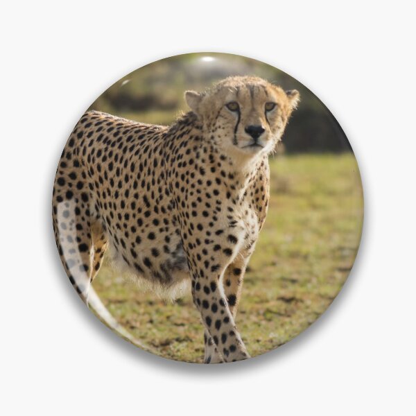 Item preview, Cheetahs designed and sold by Glenn Welch.