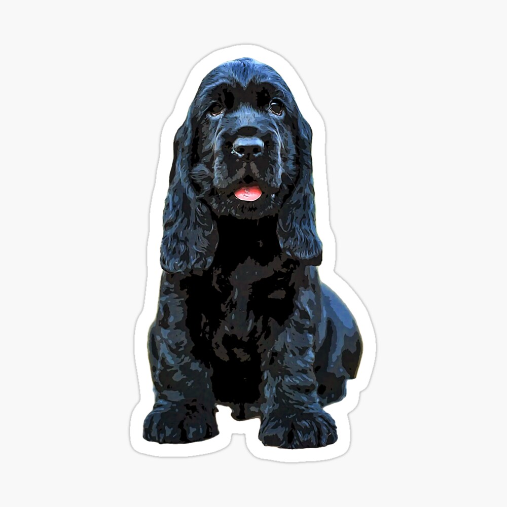 small black cocker spaniel