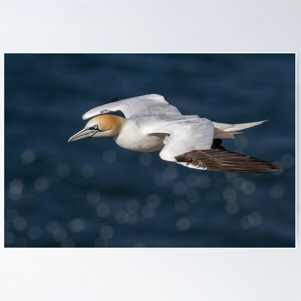 Item preview, Gannet in Flight designed and sold by Glenn Welch.