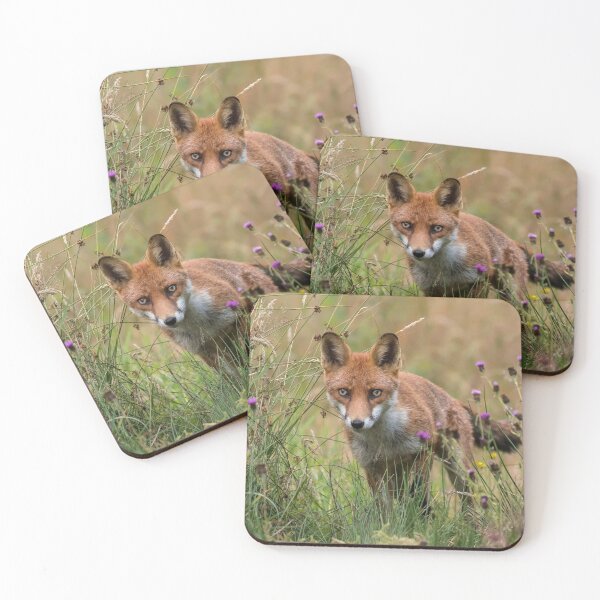 Red Fox amongst flowers Coasters (Set of 4)