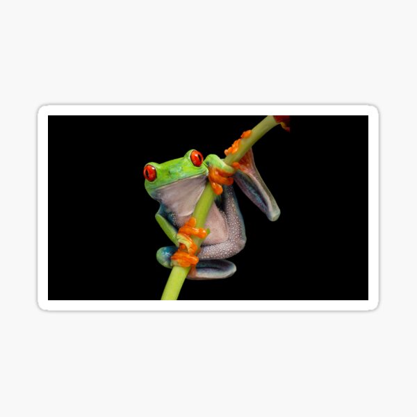 Hanging in there - Red eyed tree frog Sticker