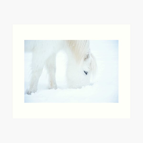 Islandpferd im Schnee getarnt Kunstdruck
