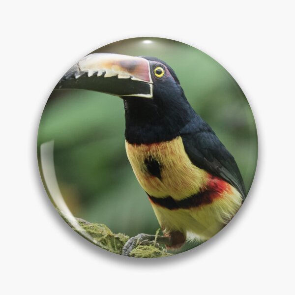 Item preview, Collared Aracari designed and sold by Glenn Welch.