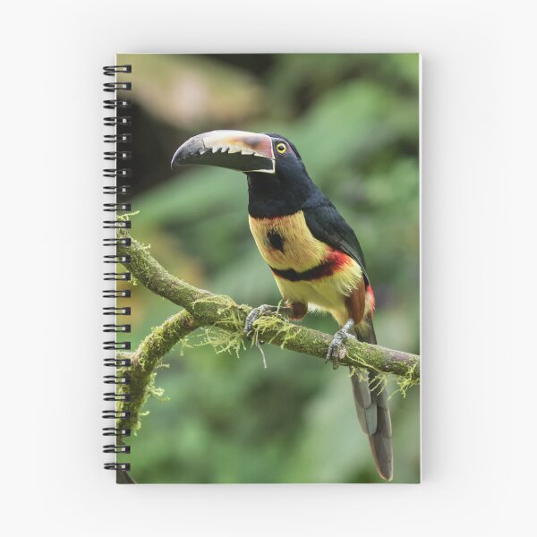 Item preview, Collared Aracari designed and sold by Glenn Welch.