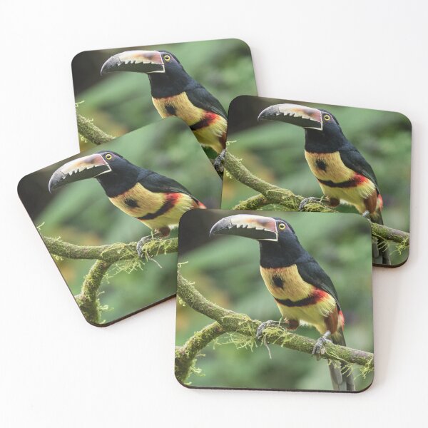 Item preview, Collared Aracari designed and sold by Glenn Welch.
