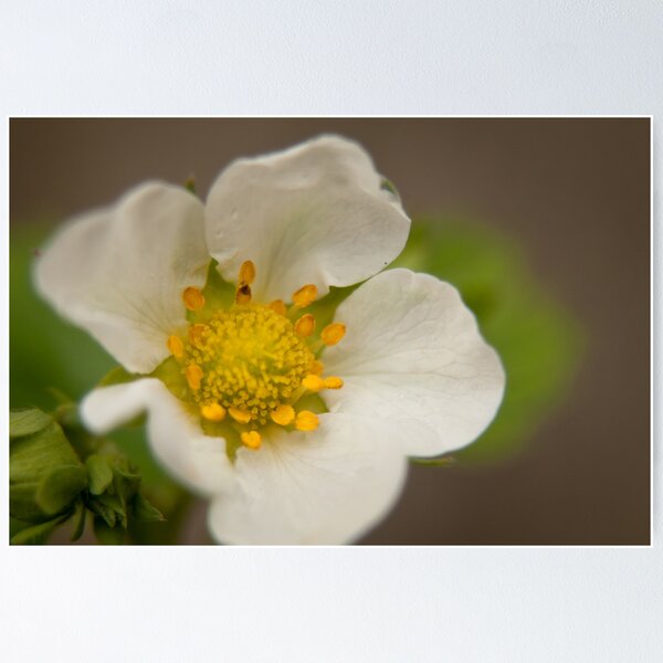 Artikelvorschau, Strawberry flower entworfen und verkauft von emilyx93.