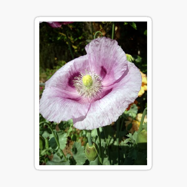 Mohn-Blüte Sticker