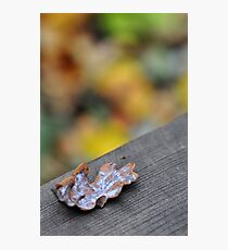 Fallen Photographic Print