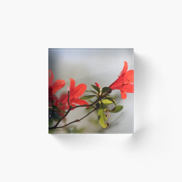 Fiery Bright Red Azalea Flower Blossom Acrylic Block