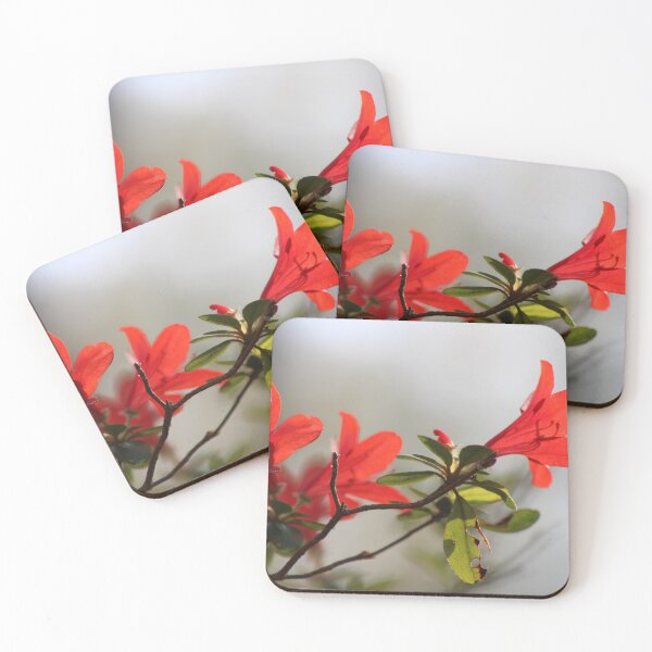 Fiery Bright Red Azalea Flower Blossom Coasters (Set of 4)