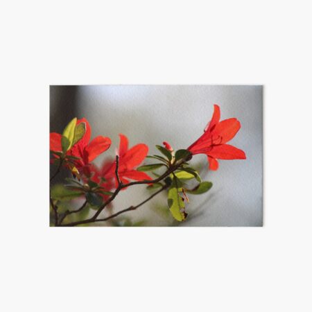 Fiery Bright Red Azalea Flower Blossom Art Board Print