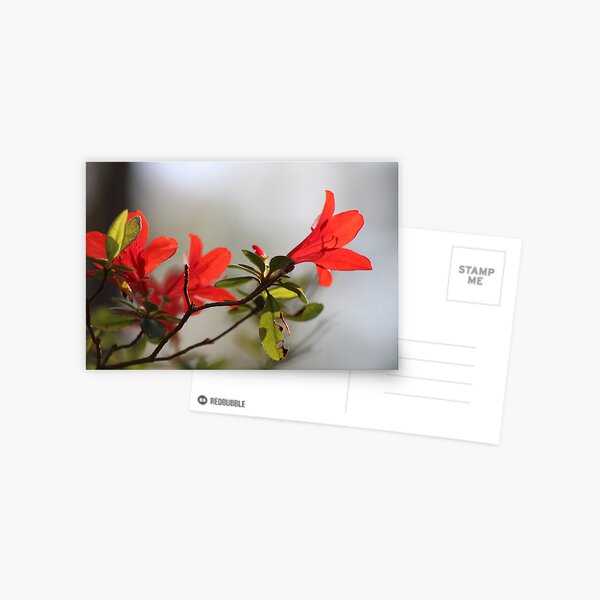 Fiery Bright Red Azalea Flower Blossom Postcard