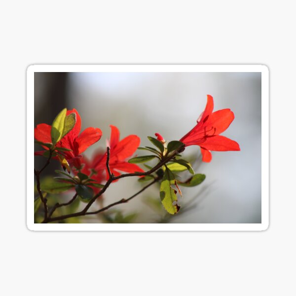 Fiery Bright Red Azalea Flower Blossom Sticker