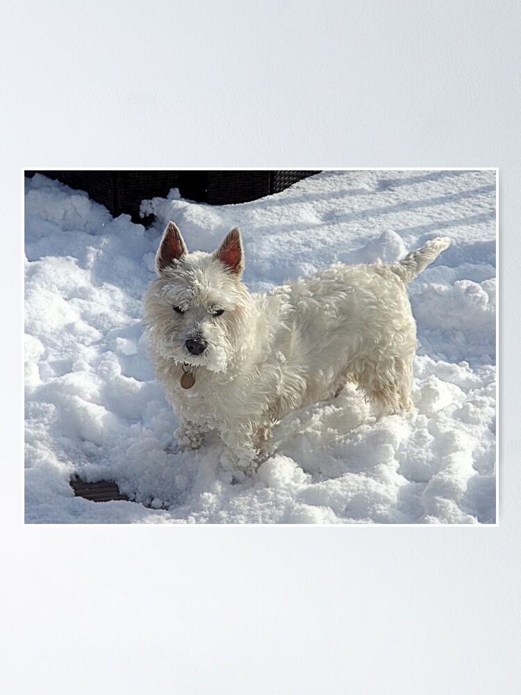 Snow westie hot sale