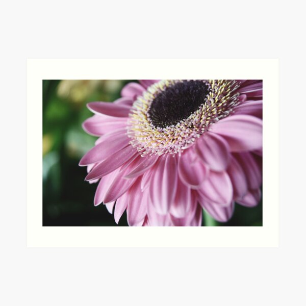 Pink Gerbera Art Print