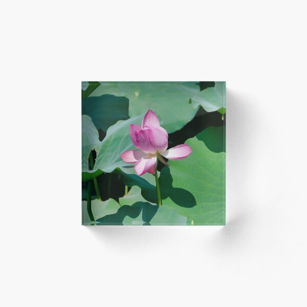 Lotus flower Suzhou Market Street, Summer Palace (颐和园), Beijing, China Acrylic Block