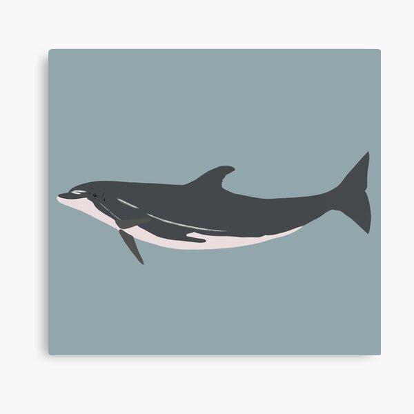 Dash the bottlenose dolphin Canvas Print