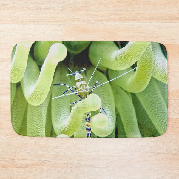 Item preview, Spotted Cleaner Shrimp posing on Giant Green Sea Anemone designed and sold by Amy McDaniel.
