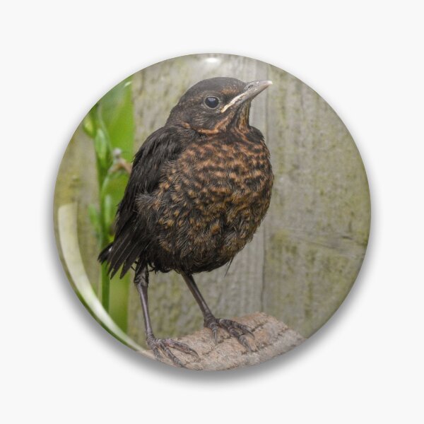Artikelvorschau, Junge Amsel entworfen und verkauft von rwhooster.