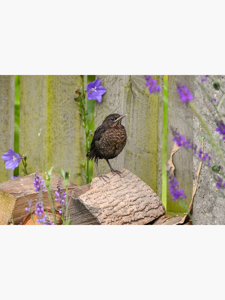 "Young Blackbird" Sticker by rwhooster | Redbubble