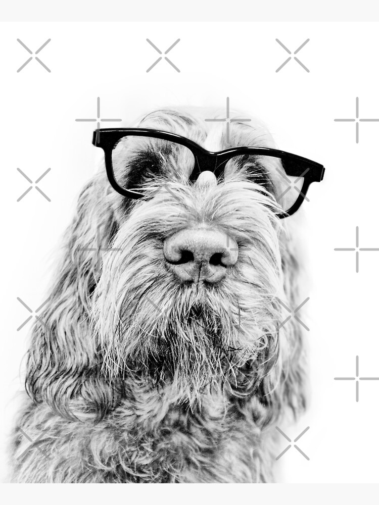Intelligent friend Spinone by heidiannemorris