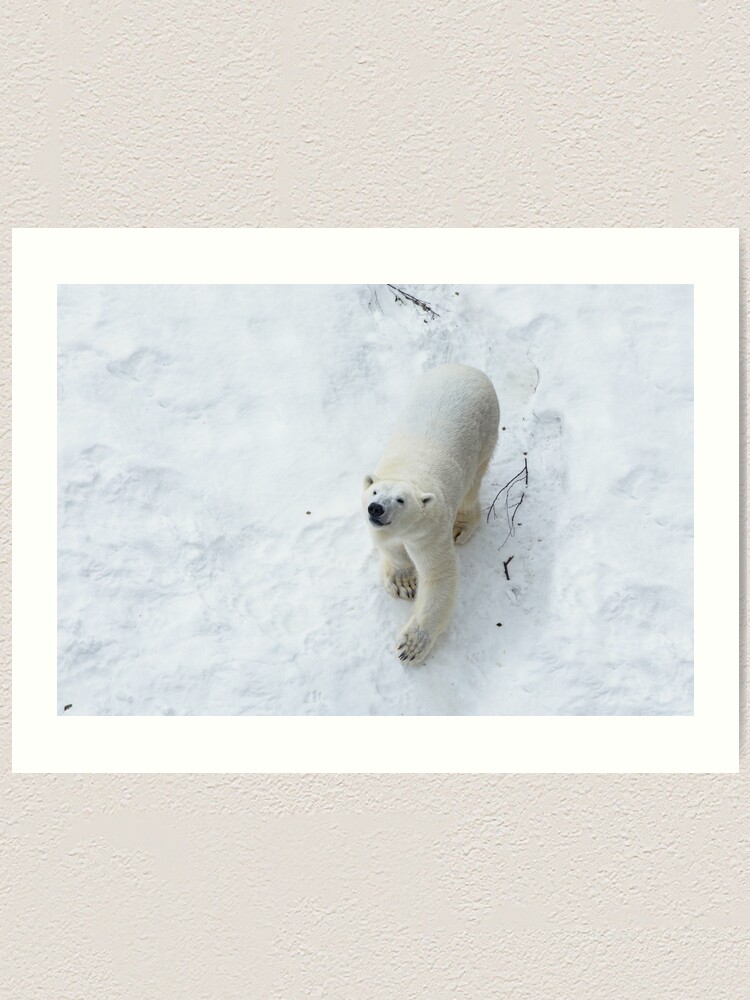 Textured Polar Bear Embroidered Baseball Cap Big Head