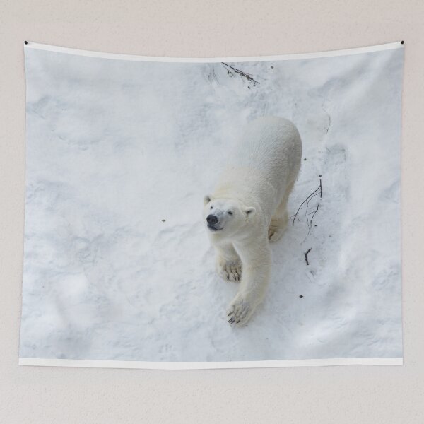 Item preview, Polar bear in snow and looking up  designed and sold by HTPOP.