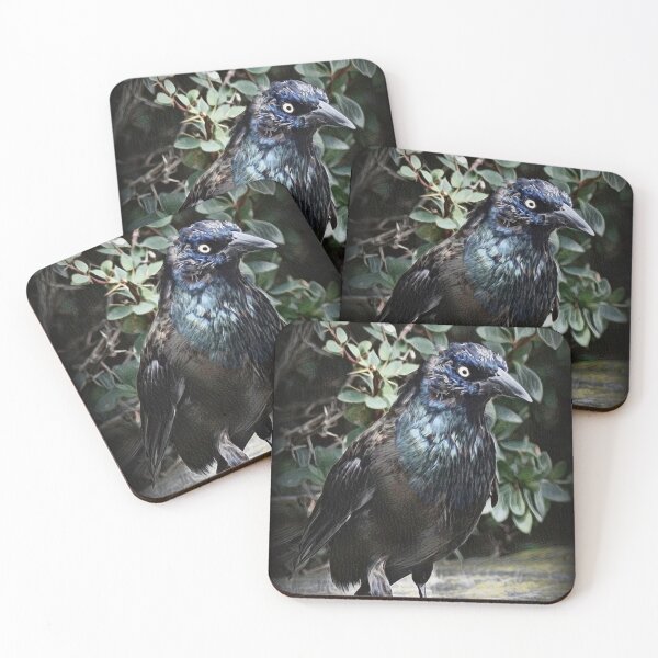 Item preview, Sturnidae designed and sold by ReneeKennedy.